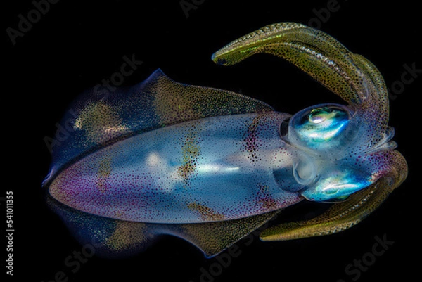 Fototapeta Rainbow macro squid Sepioteuthis lessoniana in black water of Red Sea of Egypt side view