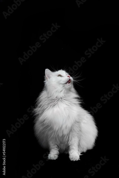 Obraz White fluffy cat on a black background meows