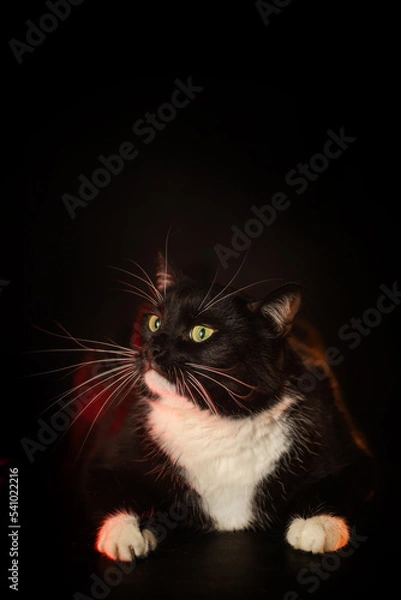 Obraz Portrait of a black and white cat on a black background