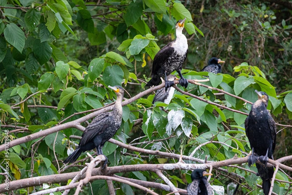 Fototapeta Vögel im Baum