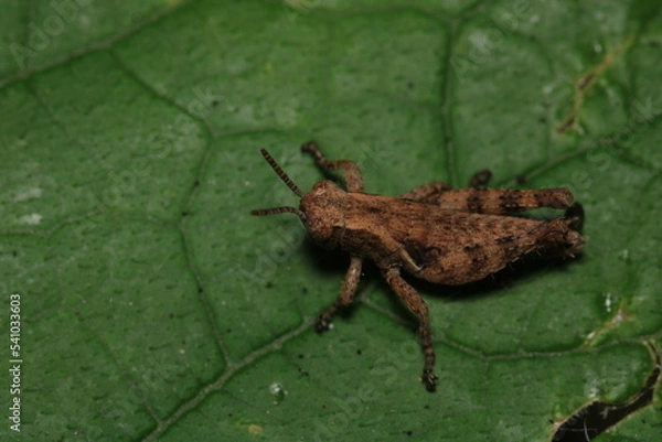 Fototapeta rufous grasshopper insect macro photo