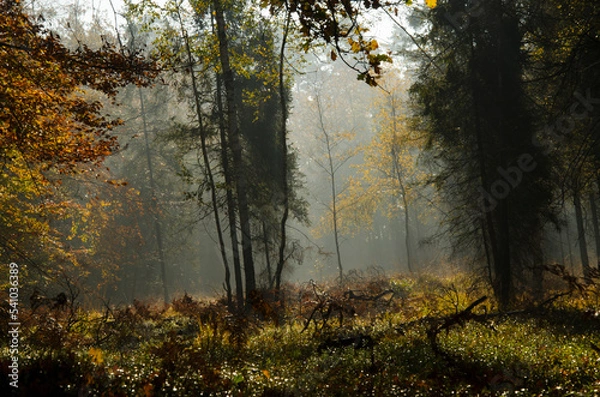 Obraz Poranek z mgłą