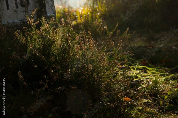 Obraz Wrzosy w lesie