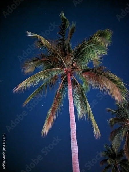 Fototapeta Florida Nature