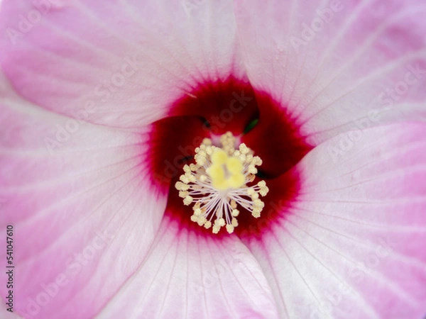 Obraz Pink Hibiscus Flower