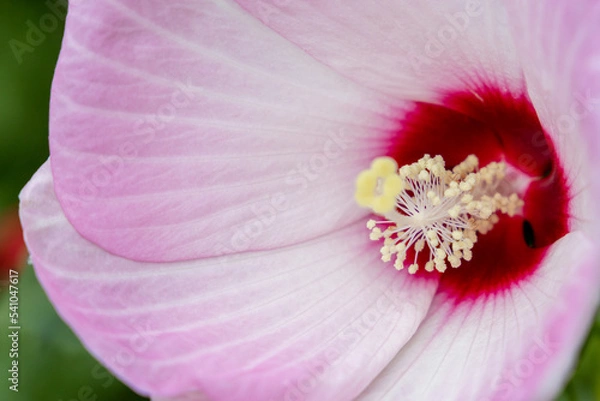 Obraz Pink Hibiscus Flower