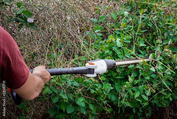 Fototapeta Male garden worker using hedge trimmers to cut branches from overgrown hedge in back yard garden. 