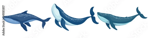 Fototapeta Set of blue whale aquatic mammals. Cartoon vector graphics.