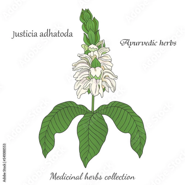 Obraz vector graphic illustration with Justicia adhatoda plant 2