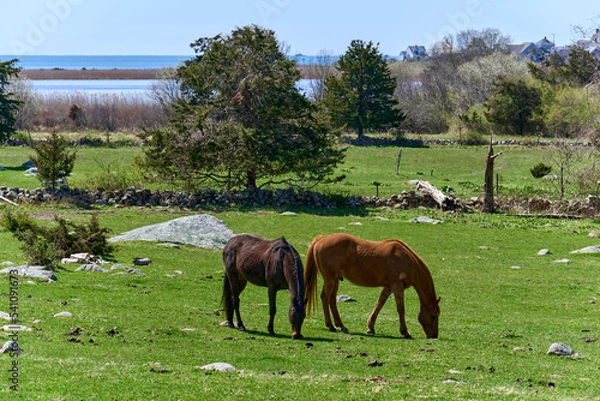 Obraz Two horses graze in a rocky field near the ocean on an early spring day