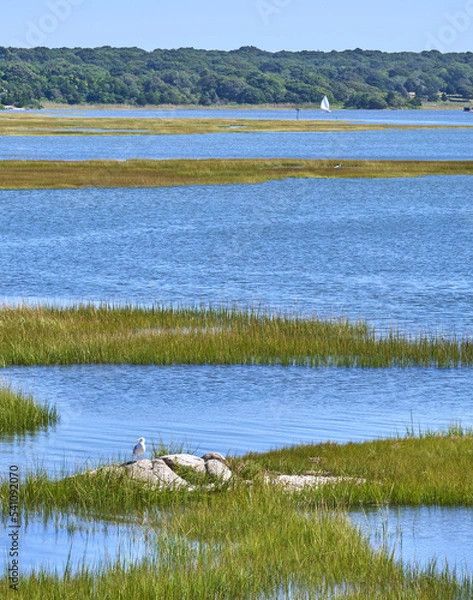 Obraz A seagull sits on a rock in the marsh grass of while a small sailboat is seen across the Westport River.