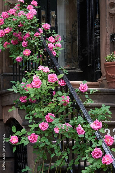 Obraz Pink roses in bloom on the stoop railing of a brownstone in Brooklyn Heights, NYC
