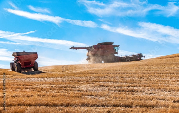 Fototapeta Grain cart following a wheat combine up a hill to the net field 