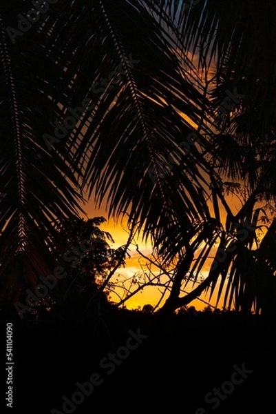 Obraz palmera al atardecer 