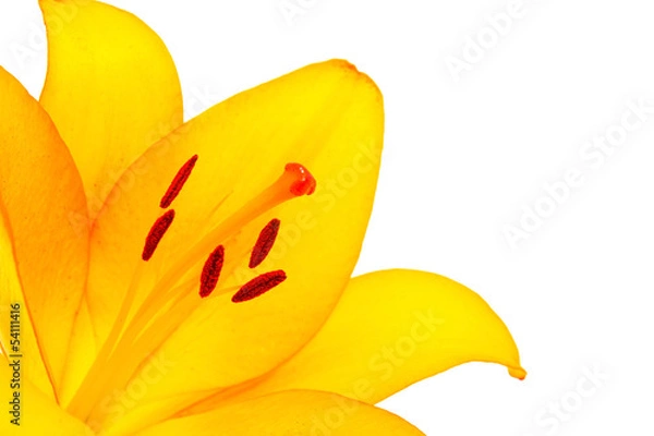 Fototapeta yellow lilly macro on white  background