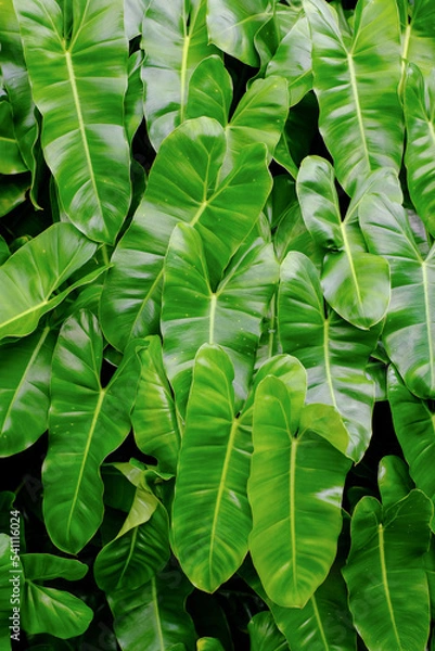 Fototapeta green leaves background