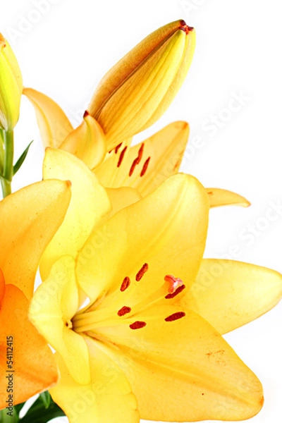 Fototapeta yellow lilly macro on white  background