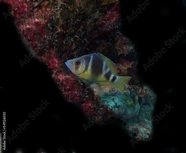 Obraz Barred Hamlet fish on the reef