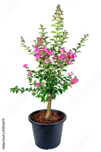 Fototapeta Chinese crape myrtle flower tree in flowerpot isolated on white background. Indian lilac flower plant in flower pot. ( Lythraceae, Lagerstroemia indica )