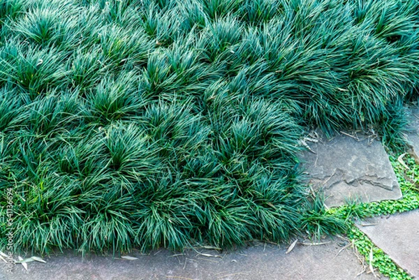 Fototapeta Closeup Ophiopogon japonicus (L.f.) Ker-Gawl. Kyoto Dwarf Grass at the garden background. ( LILIACEAE )