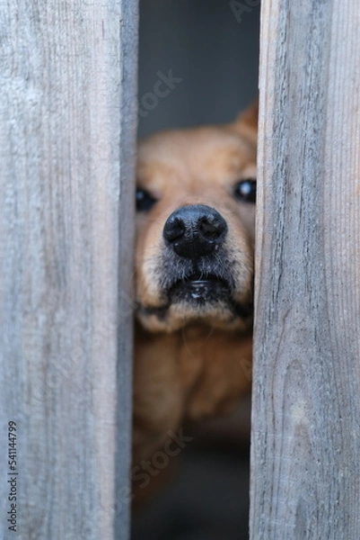 Fototapeta A dog behind a wooden fence. The dog's muzzle is red in a cleft of the hedge. Focus on the nose.