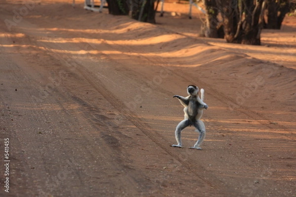 Obraz sifaka danseur madagascar