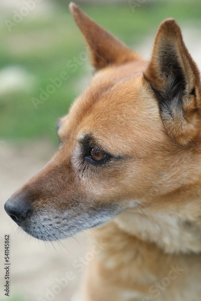 Fototapeta Portrait of a dog against a background of blurred grass. Close-up. A dog is outside in the summer on a sunny day.