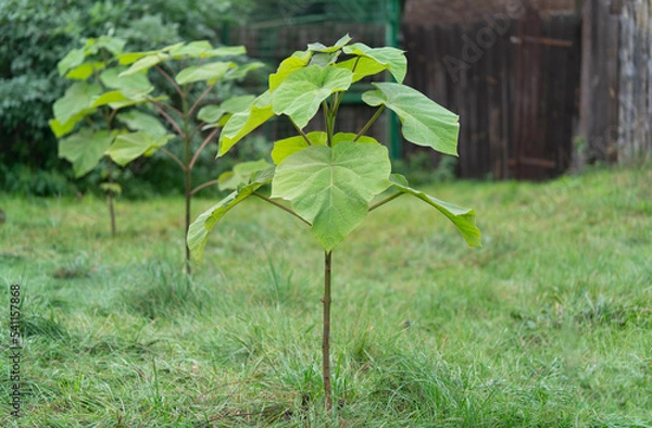 Obraz A young Paulownia tree in the foreground,  A technological tree used for renewable timber growing or quick forestation