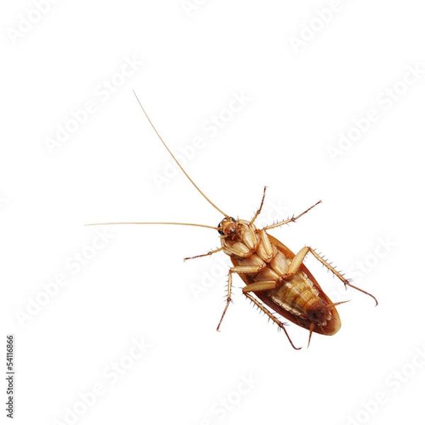 Obraz Brown cockroach isolated over white background