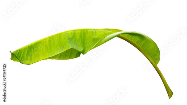 Obraz green banana leaf isolated on white background