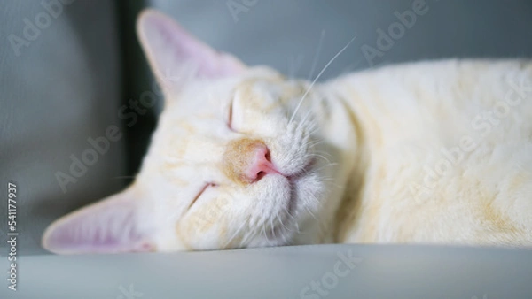 Obraz Cat white with yellow stripes sleeping on sofa 