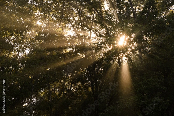 Fototapeta 樹林と光芒（奈良県）