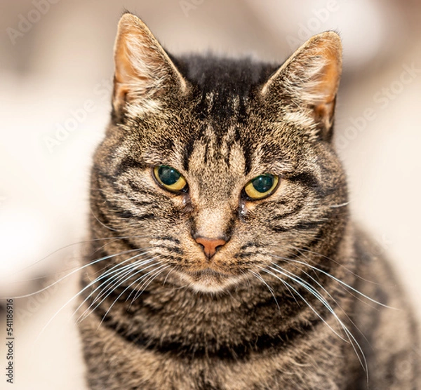 Obraz Close up of cat