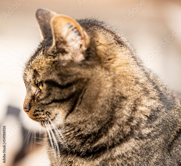 Obraz Close up of cat