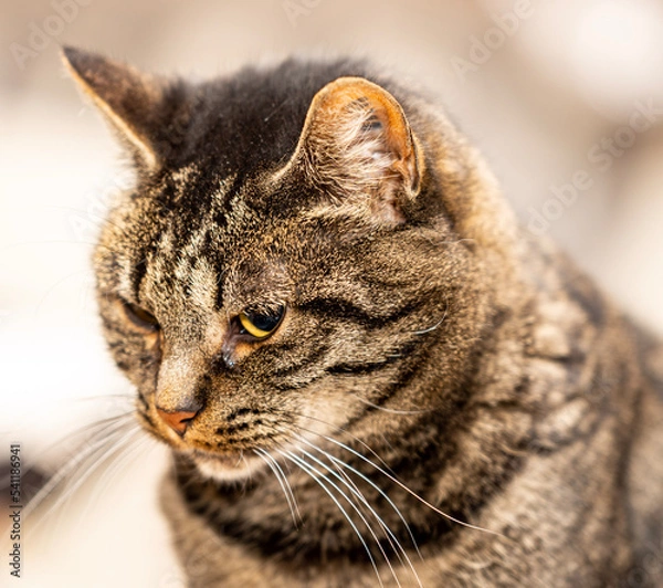 Obraz close up portrait of a cat