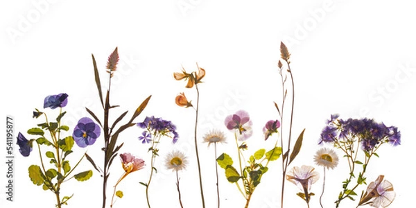 Obraz Pressed spring and summer flowers, blue and pink pastel.