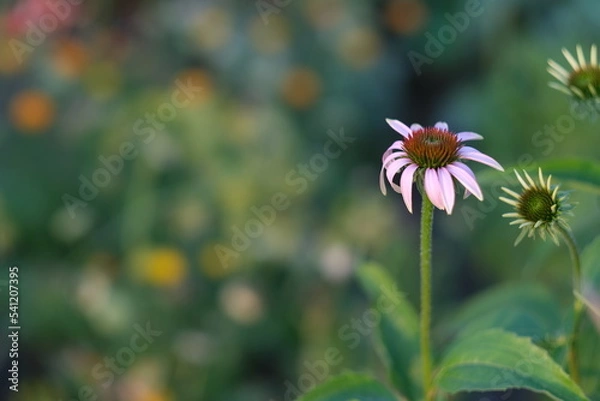 Fototapeta Echinacea on the background of blurred greenery