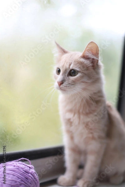 Fototapeta A little peach-colored kitty sits on the windowsill and looks out the window. Portrait of a cream-colored cat sitting next to a purple ball of thread at the window indoors.