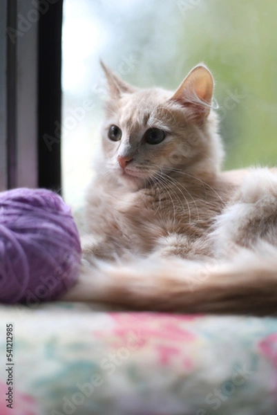 Fototapeta A young peach-colored kitty is lying on a pillow by the window. A light red cat and a lilac tangle indoors.