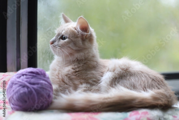 Fototapeta A young peach-colored kitty is lying on a pillow by the window. A light red cat and a lilac tangle. indoors