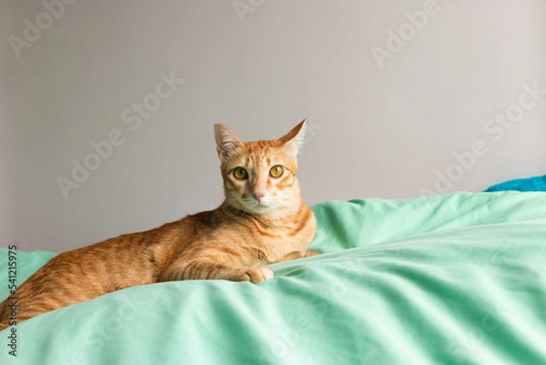 Fototapeta orange cat looking to the camera on the green bed in the bedroom