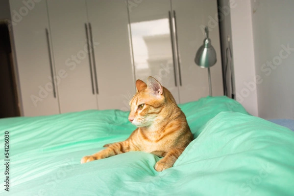 Fototapeta orange cat looking to the camera on the green bed in the bedroom