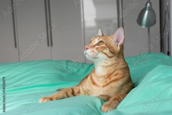 Fototapeta orange cat looking to the camera on the green bed in the bedroom