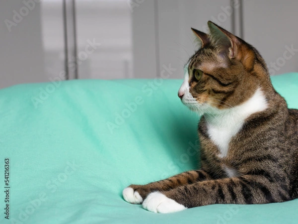 Fototapeta gray and white cat on the green bed laying down