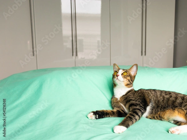 Fototapeta gray and white cat on the green bed laying down looking up