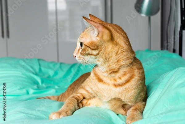 Fototapeta orange cat looking to the camera on the green bed in the bedroom