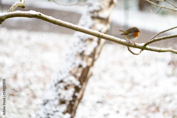 Obraz Snowy Robin on tree in open space