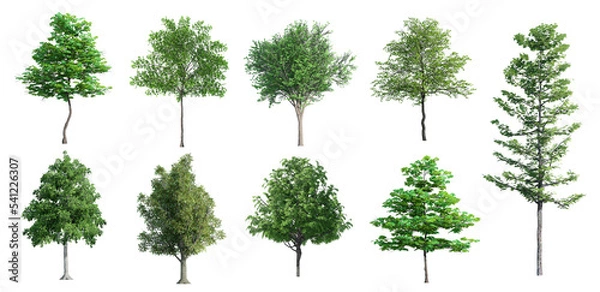 Fototapeta 3D Trees Isolated on PNGs transparent background , Use for visualization in architectural design or garden decorate	