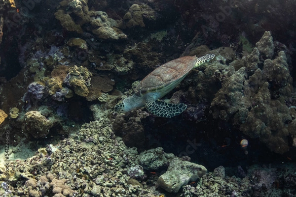 Fototapeta turtle in the water