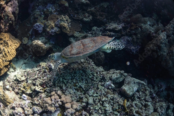 Obraz turtle in the water